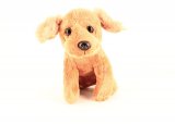 Le setter Irlandais n° 10 2025-05-09