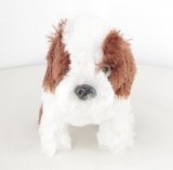 Le shih tzu n° 40 2026-07-02