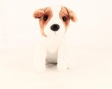 Le jack russell n° 6 2025-03-14