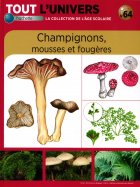 Champignons Mousses et Fougères