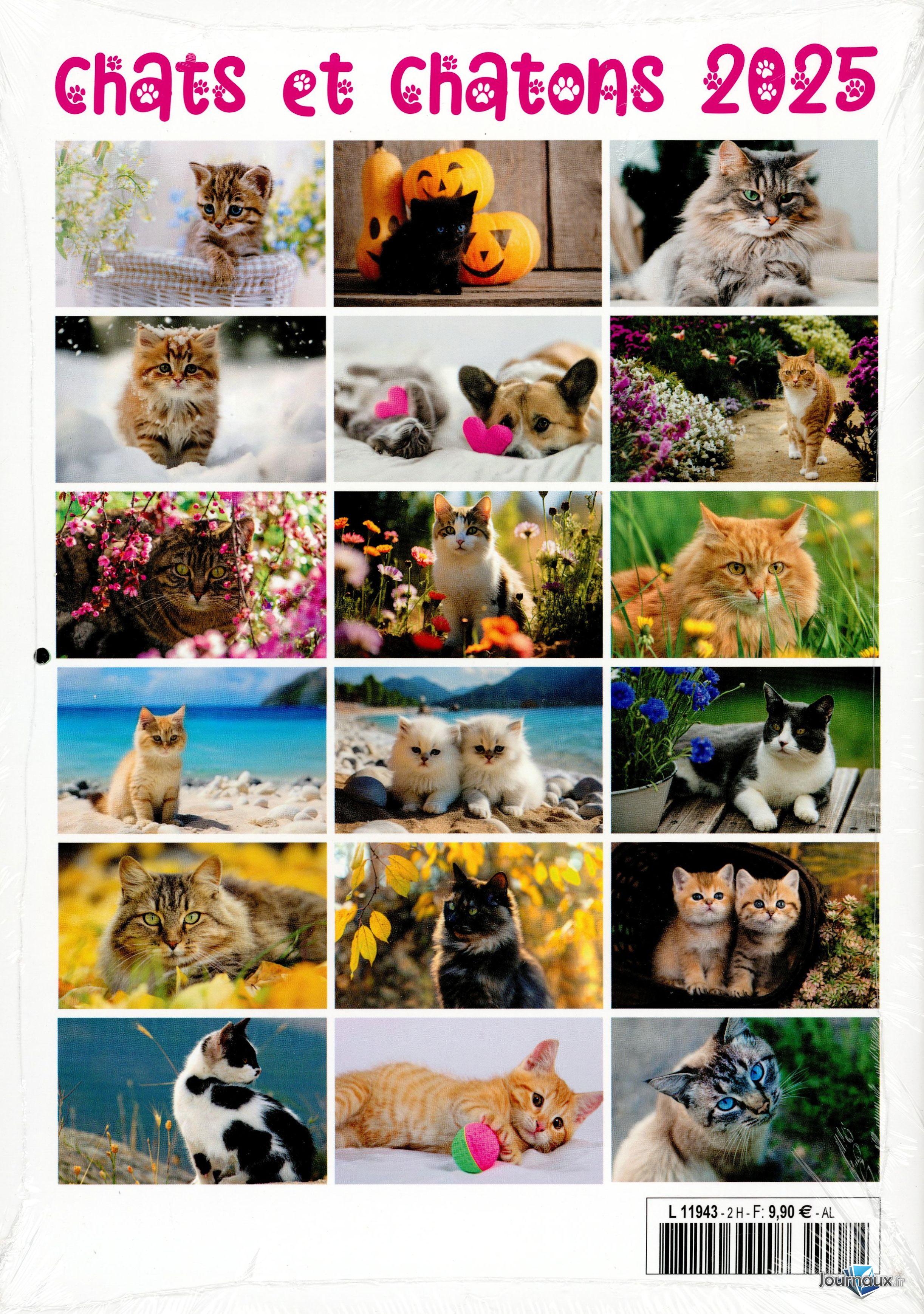 Chats et Chatons n° 1 2025-02-18