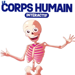 Construisez le Corps Humain Interactif